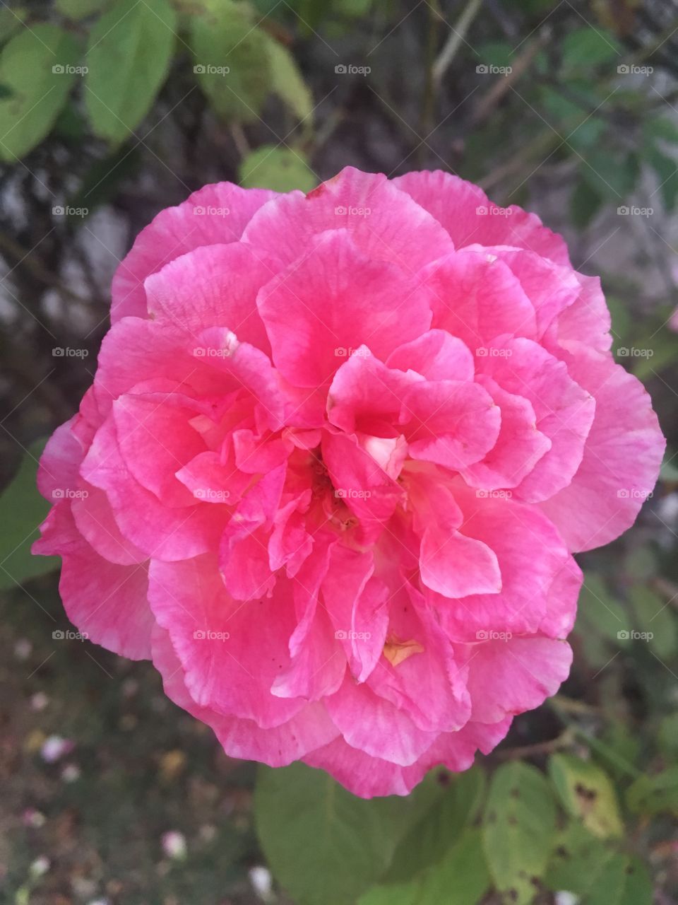 #CLASH OF COLOUR - 🌼#Flores do nosso #jardim, para alegrar e embelezar nosso dia!
#Jardinagem é nosso #hobby.
🌹
#flor #flowers #flower #pétalas #garden #natureza #nature #flora