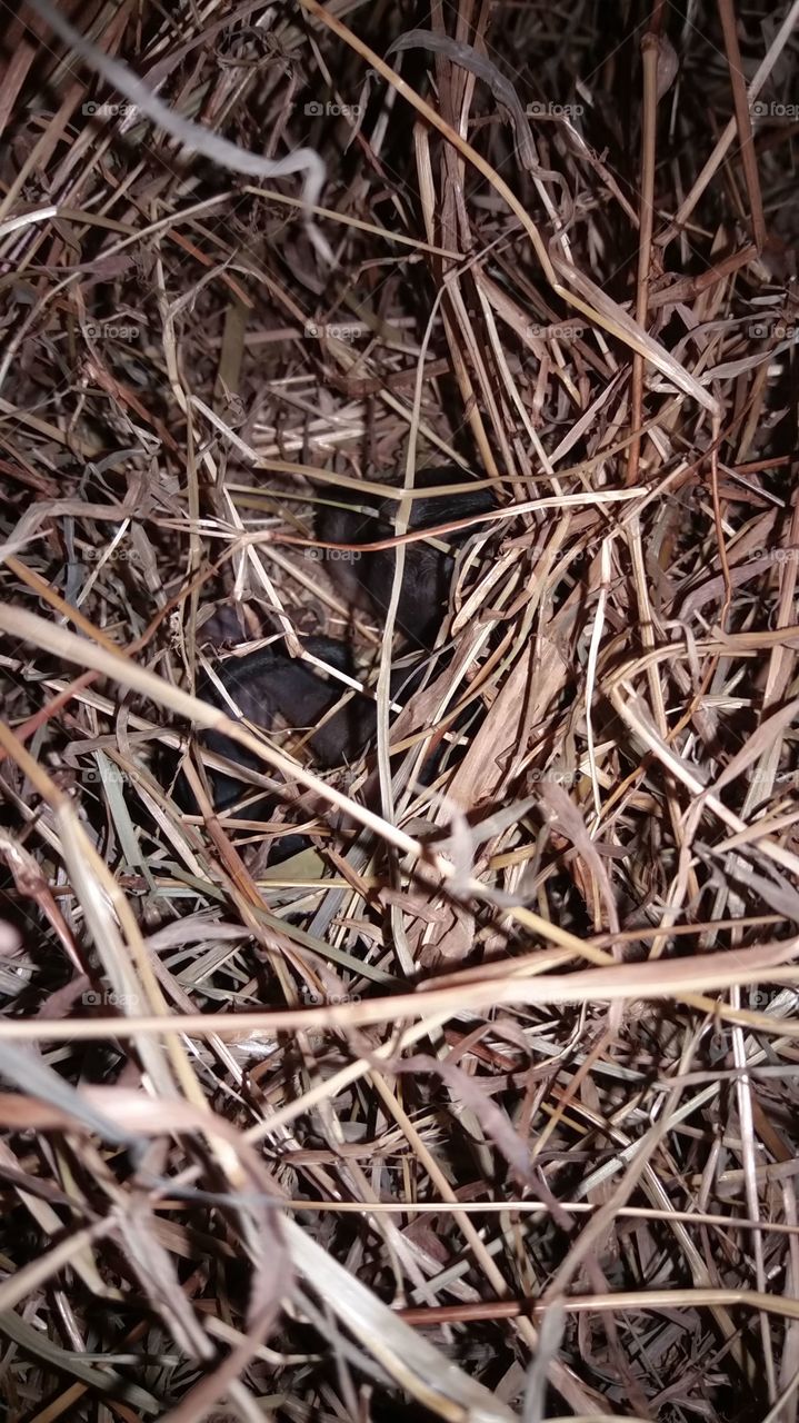 Baby Squirrel 🐿️