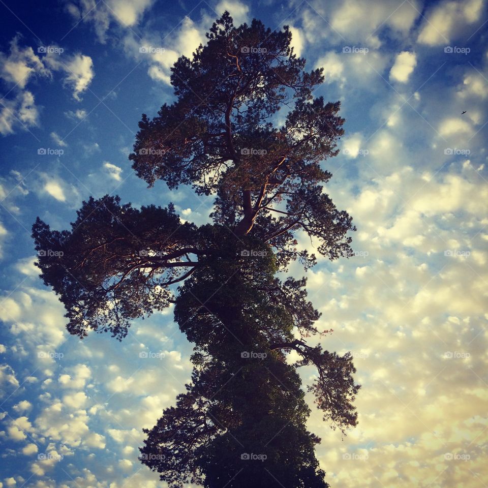 Lone tree against fluffy clouds