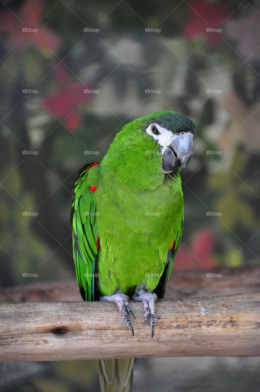Parrot