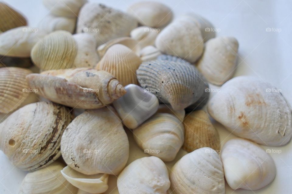 Seashells 