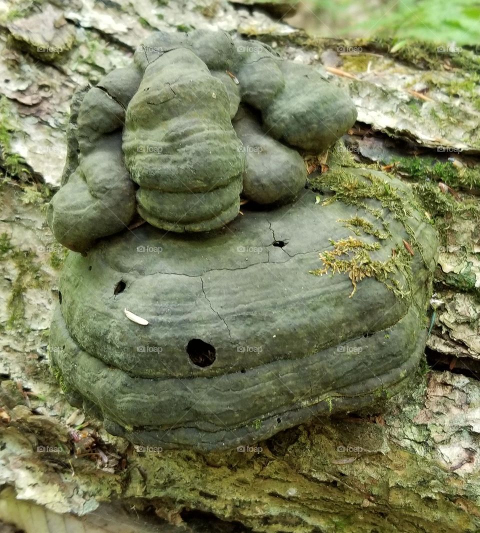 Lumpy Frog On A Rock Fungus