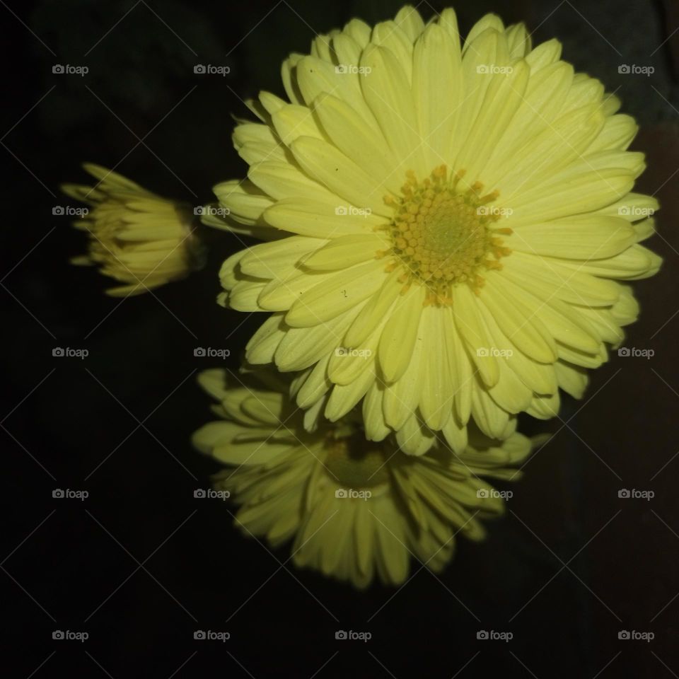 Chrysanthemum yellow