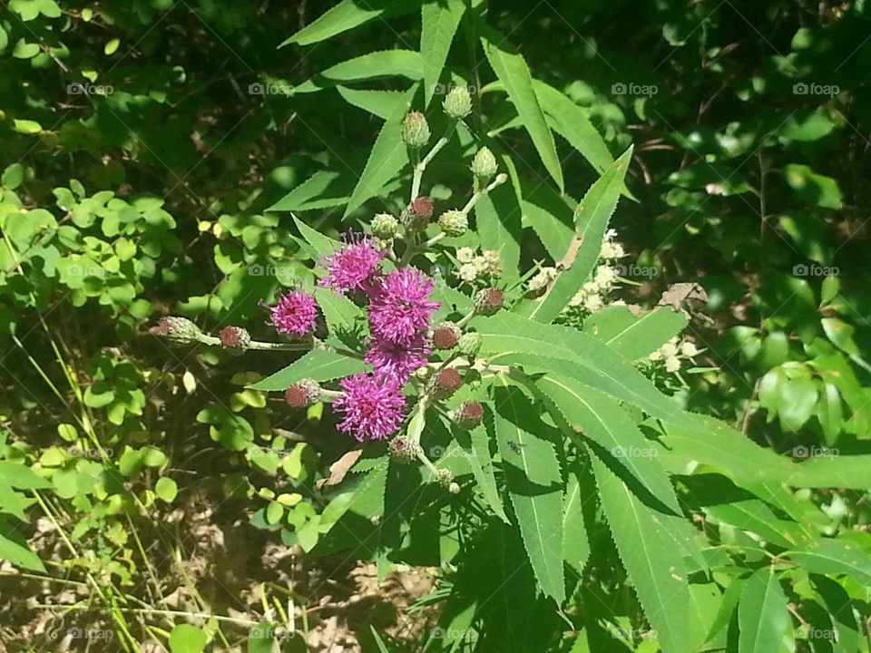 thistles firecracker