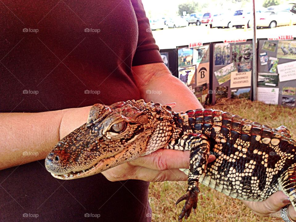 Alligator ambassador. Alligator ambassador at a nature festival.
