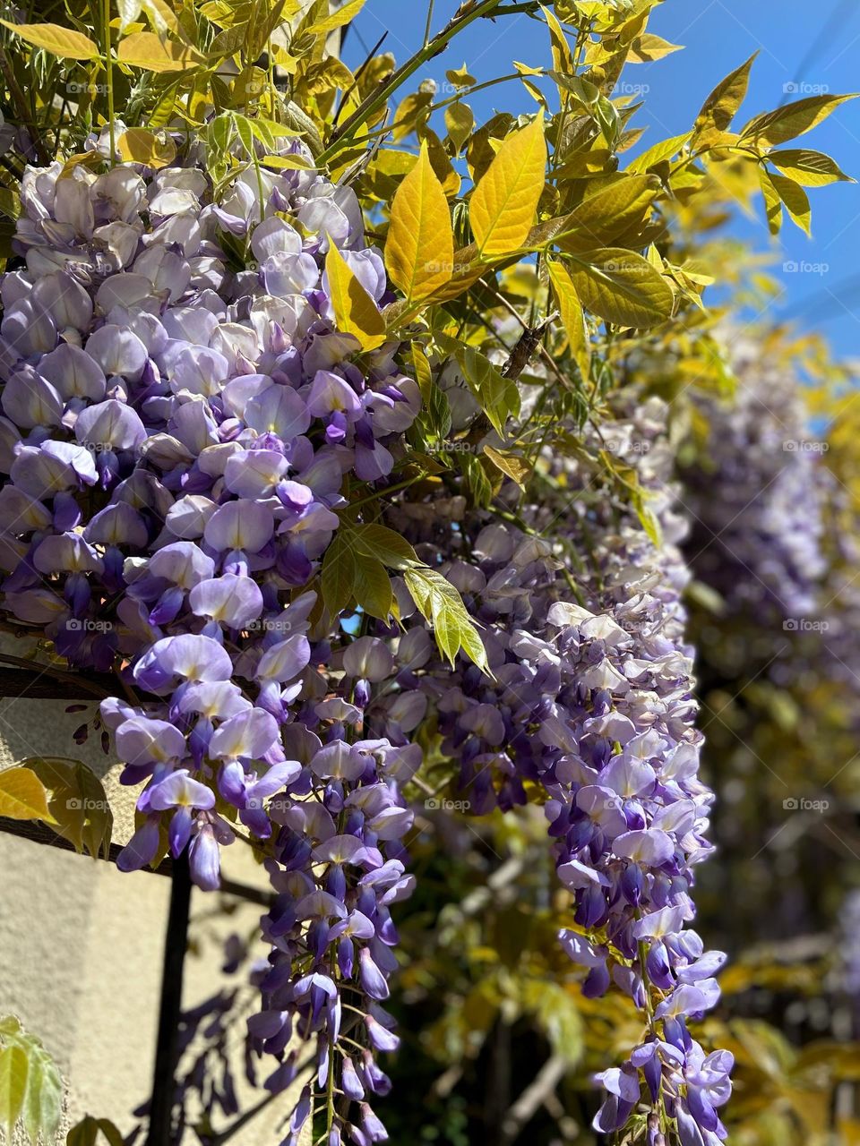 Wisteria bloom