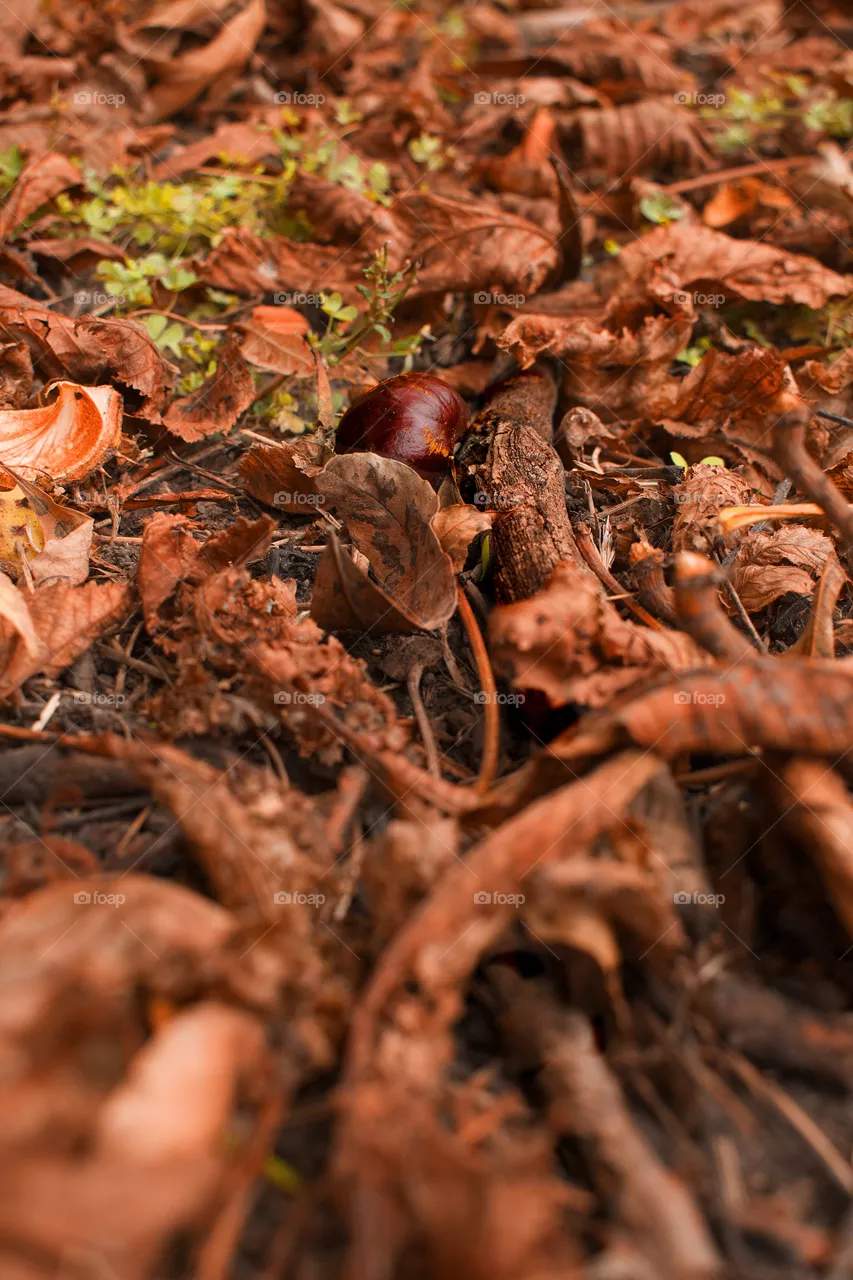 nature autumn