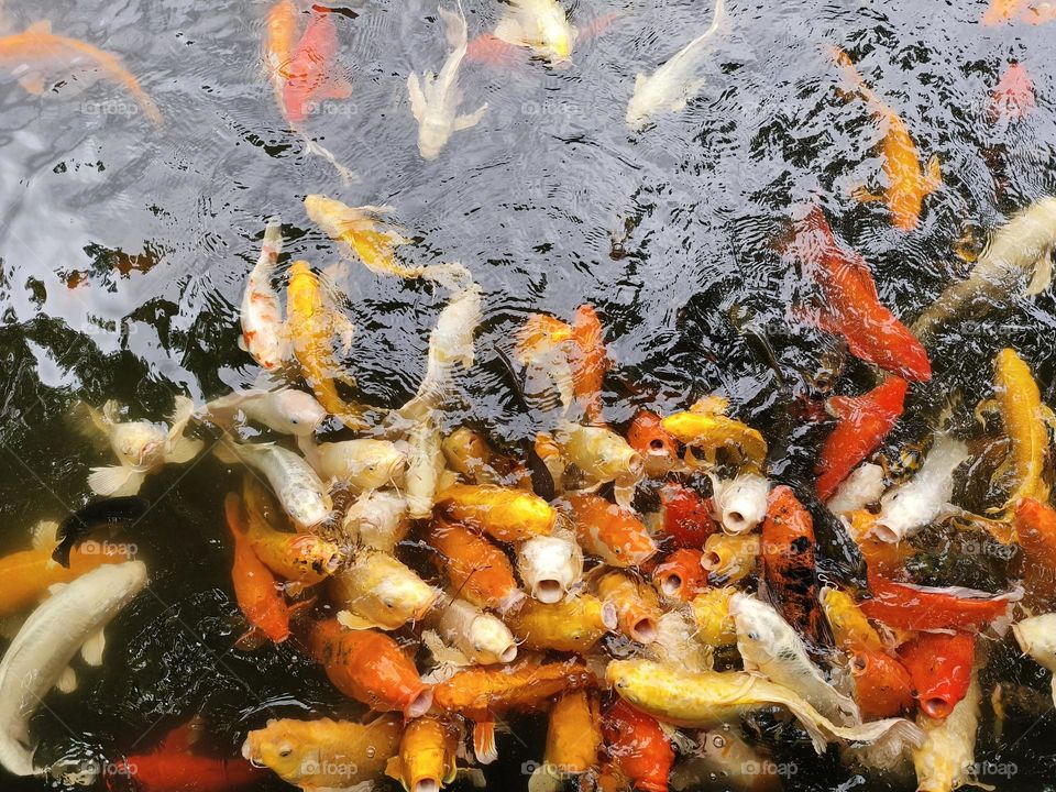 Koi in Beinan Township Native Applied Botanical Garden