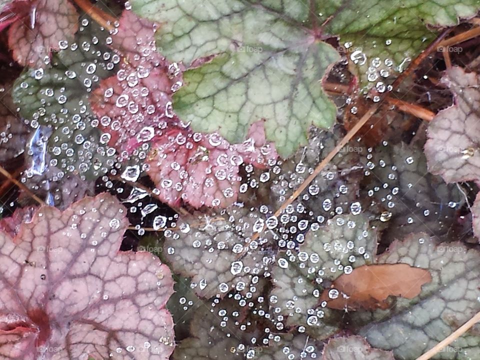 Dew on Leaves with web