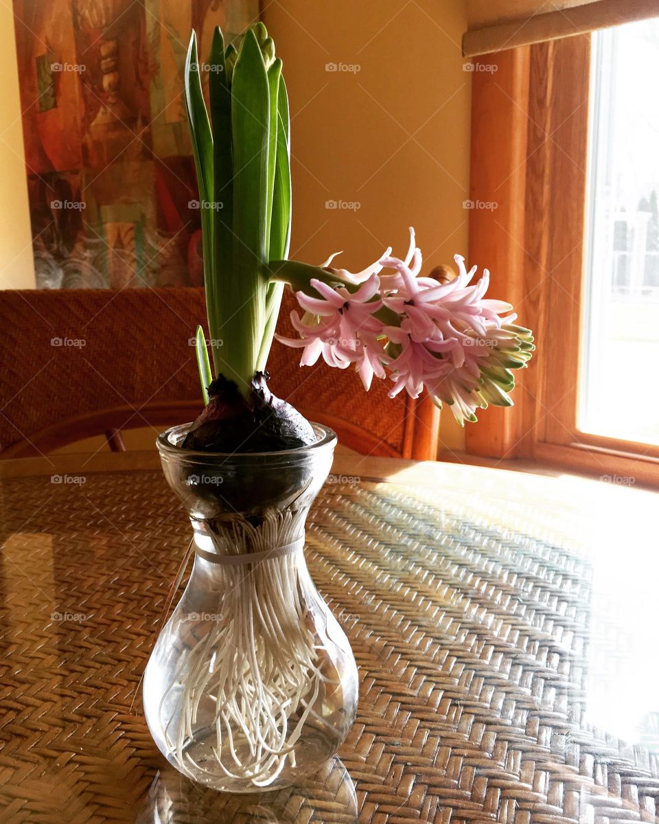 Hyacinth flower w roots and bulb 