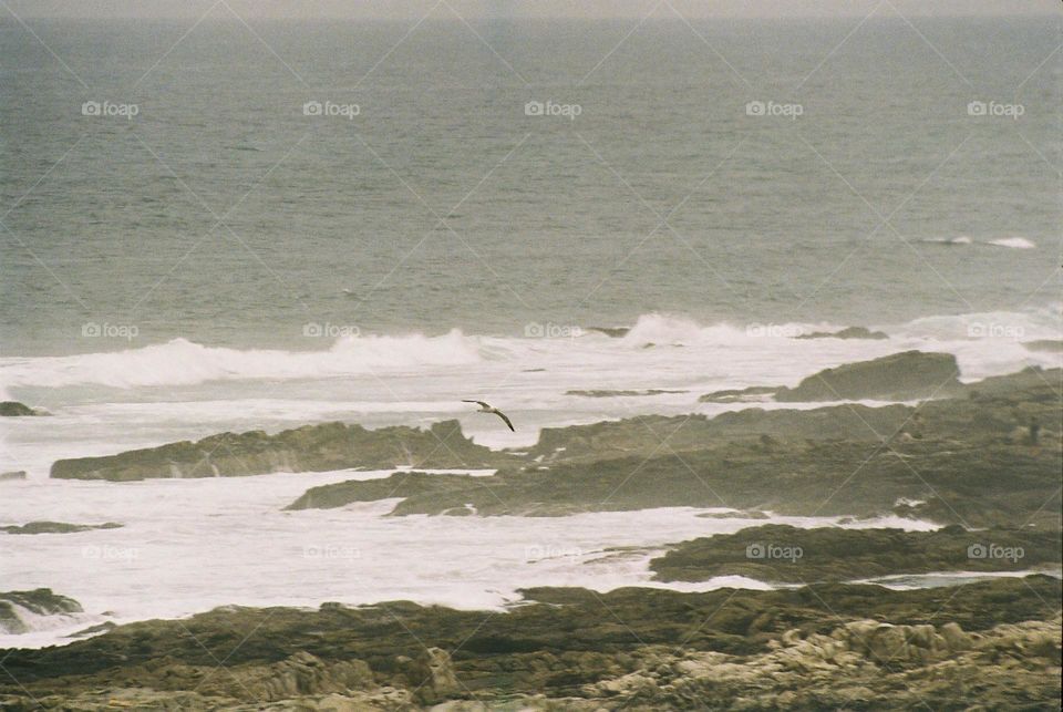 seagull drifting over the coast. 35mm Canon film camera.