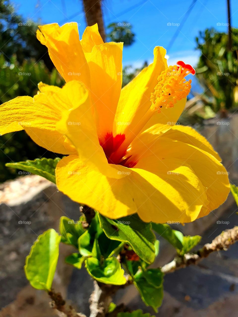 yellow Flower in the garden- smell the summer-