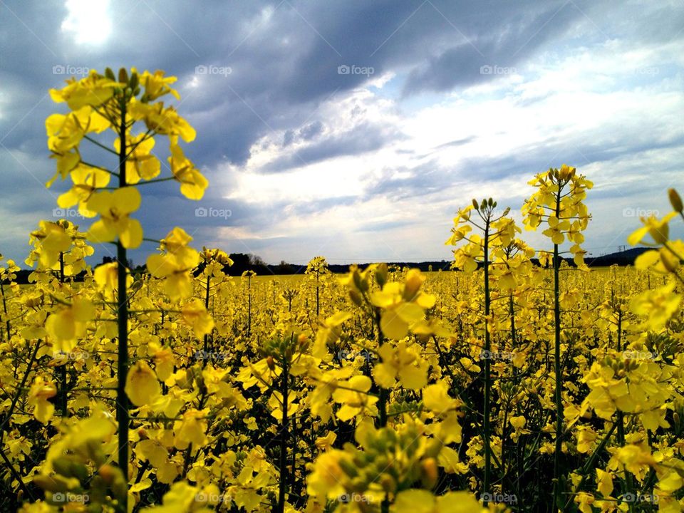 sky sweden yellow nature by pellepop