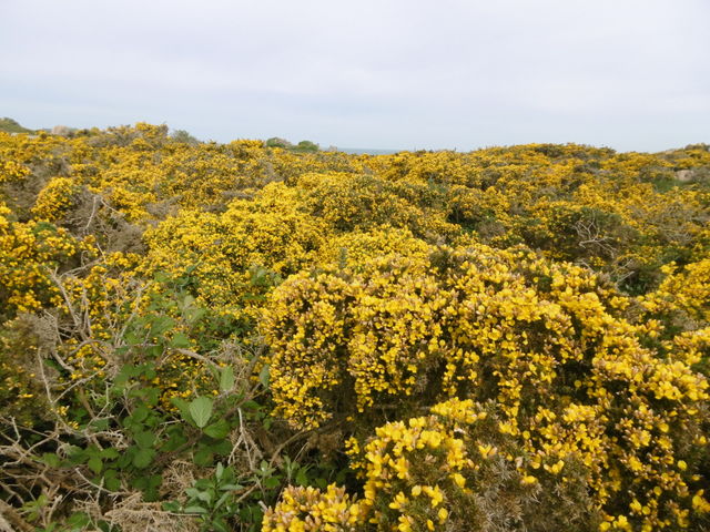 landscape of Britanny
