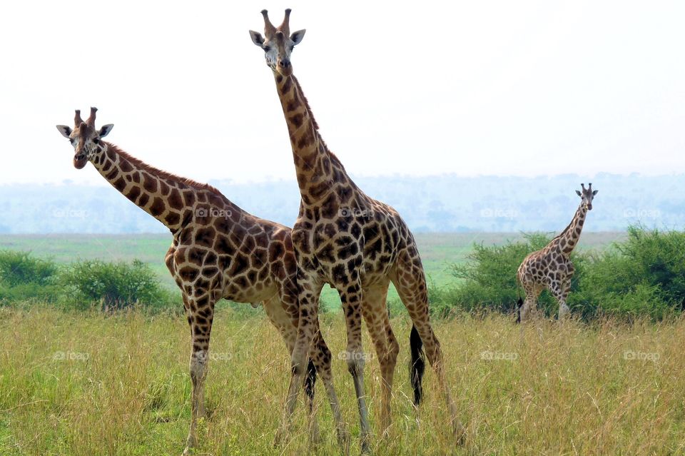 Giraffes Posing in Murchison Falls National Park in Uganda