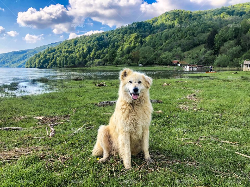 Doggy in summer