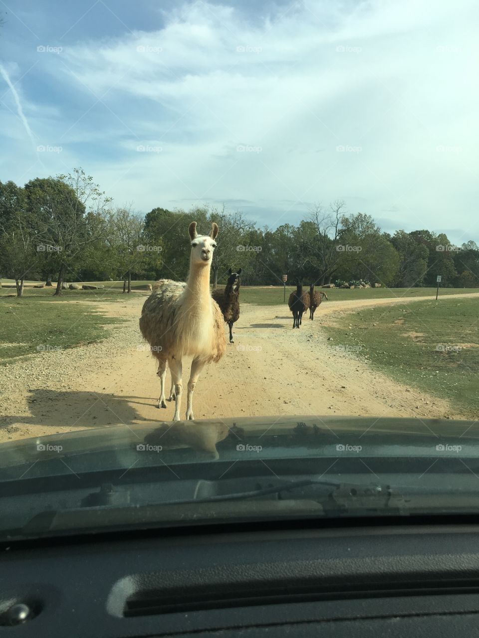 Llama standoff 