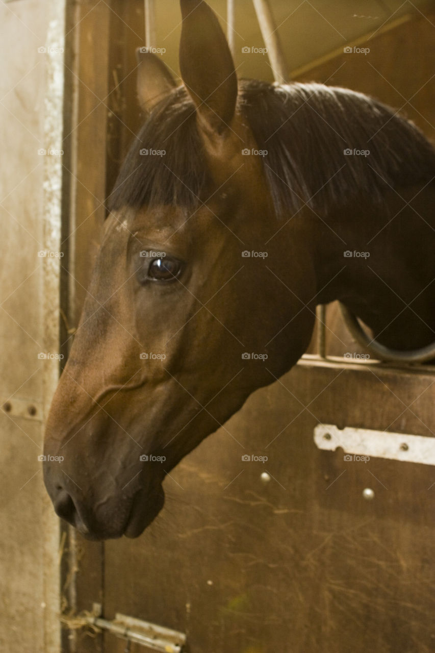 portrait . stallion in the stable 