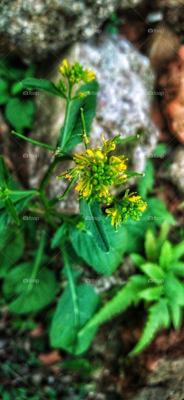 Beautiful little yellow flower