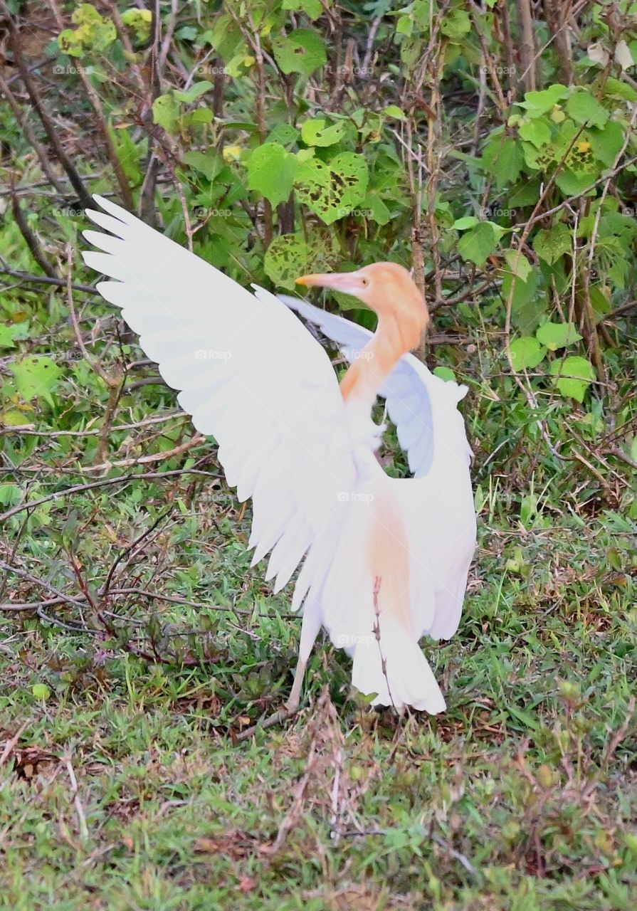 cattle Egret