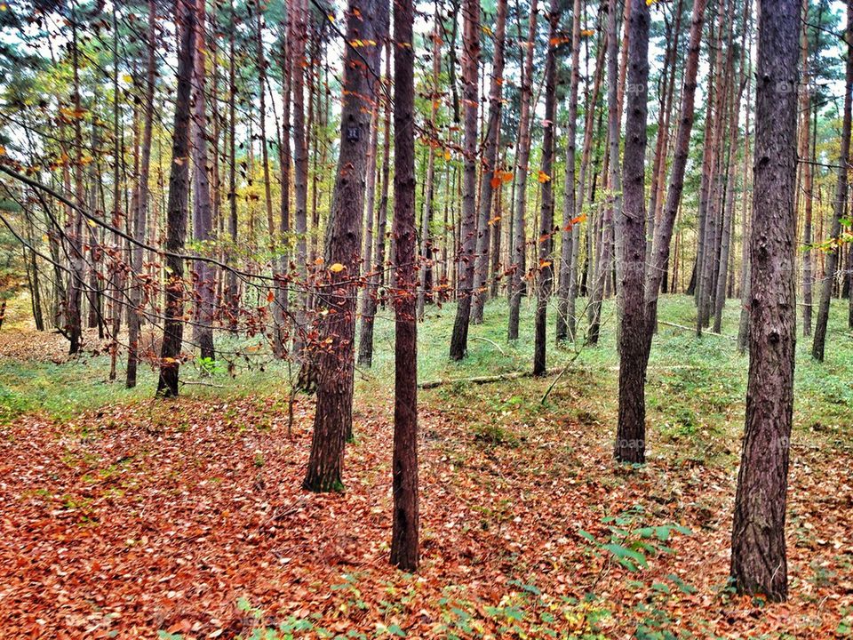 autumn, leafes, leaf, Season, fall, colour, Color,  Wood, tree, Group,