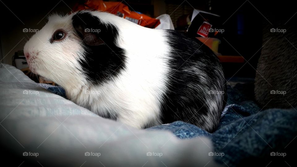 Second Guinea Pig: Zac.