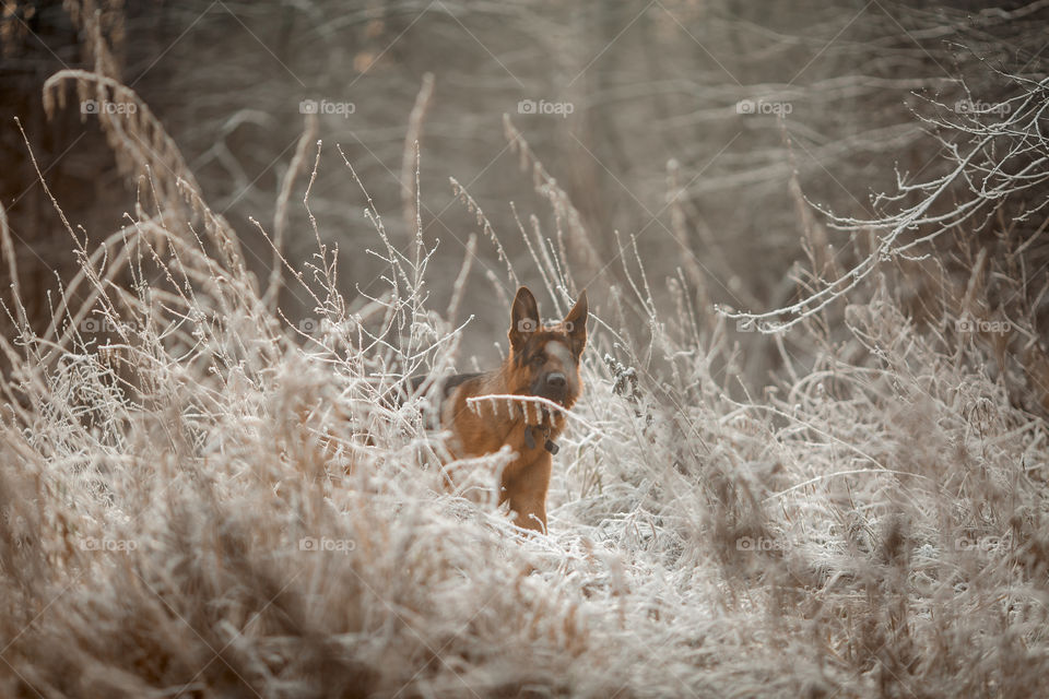 German shepherd dog walking outdoor at frozen day