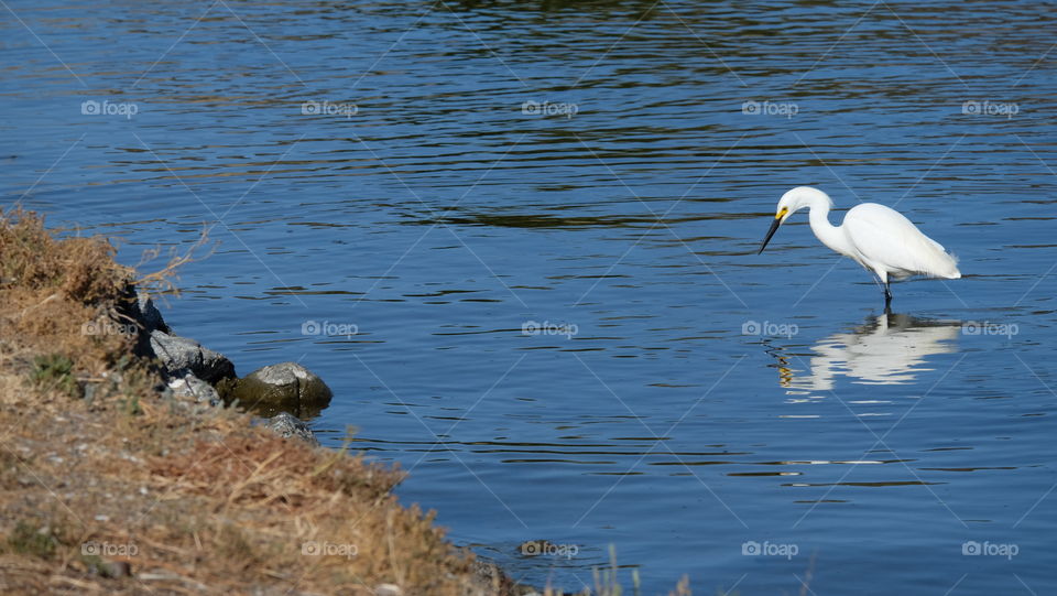 Wild Animals of United States, Snowy Egret, a type of heron, spear fishing.