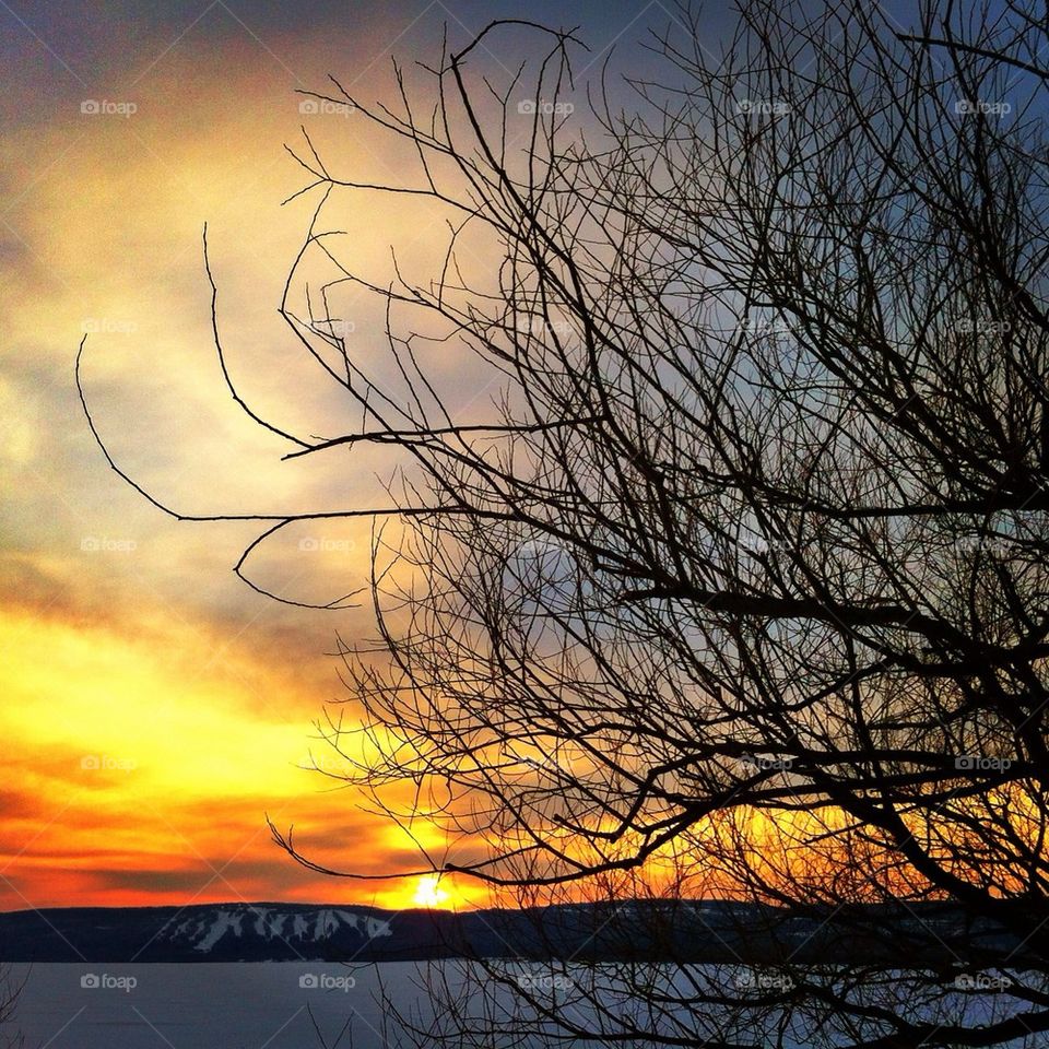 Tree against the sky