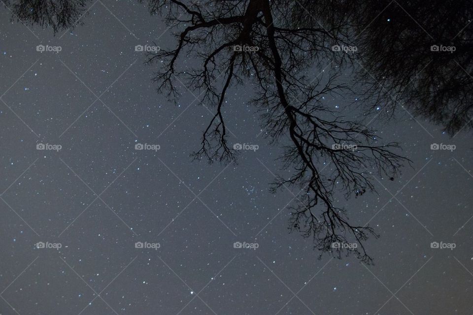 Silhouette of tree at night