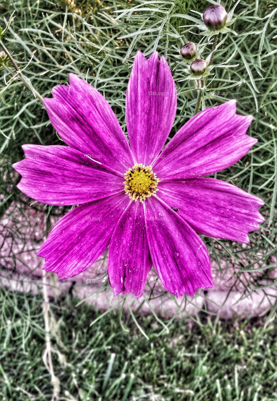 Pink Flower