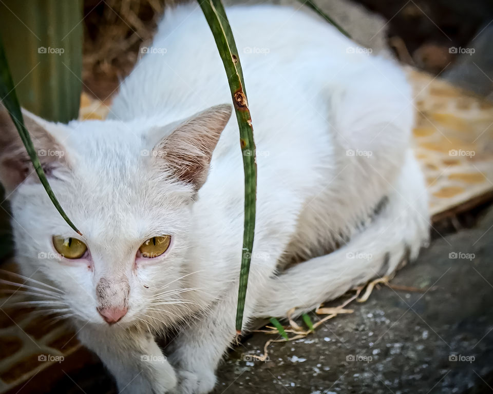 White cat