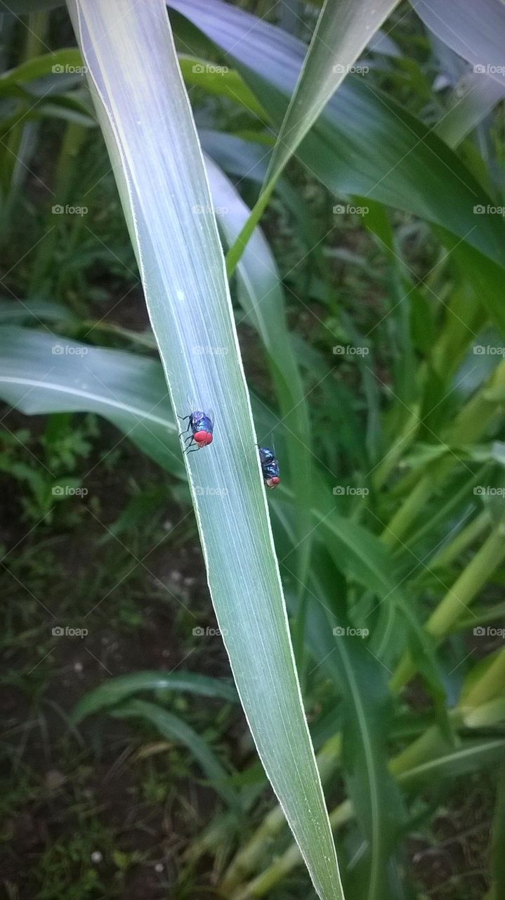 Two flies perched on a corn leaf in the garden.
