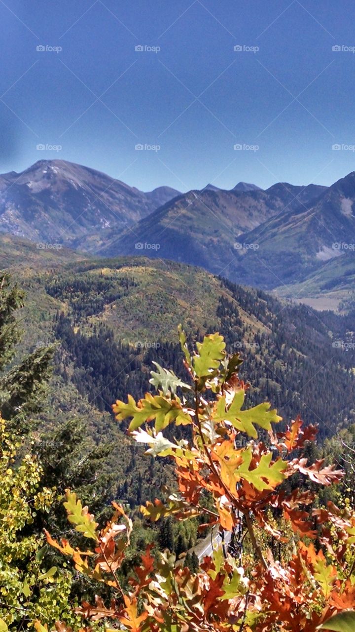 Purple Mountain Majesty