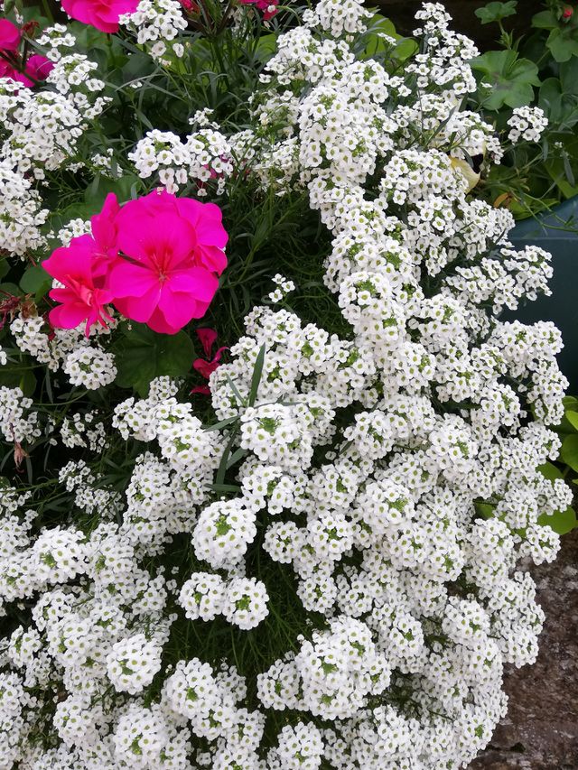 Fleur