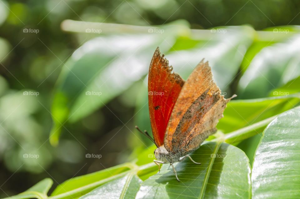 Butterfly On Tree Leaf