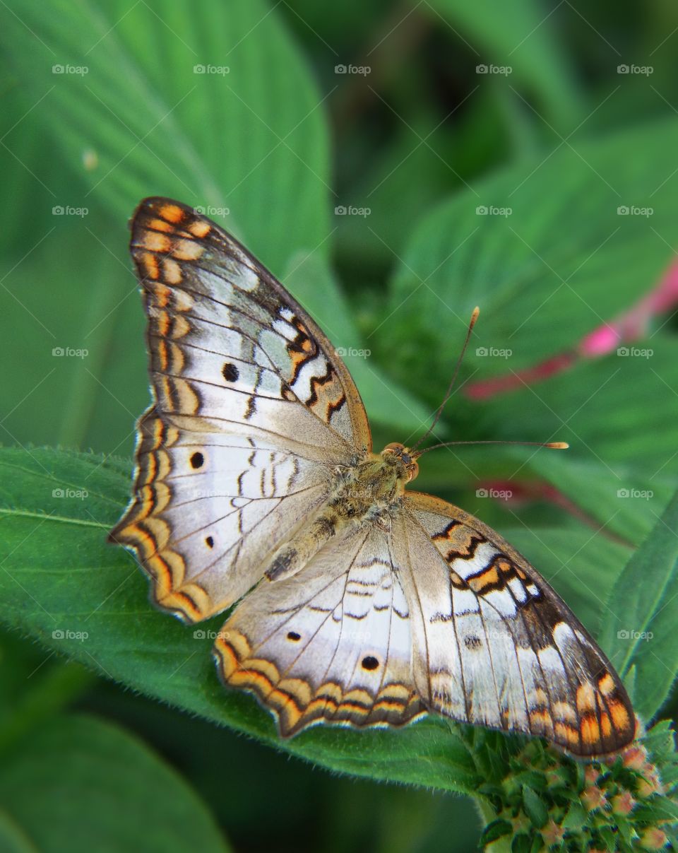 Beautiful butterfly macro on green leaf.