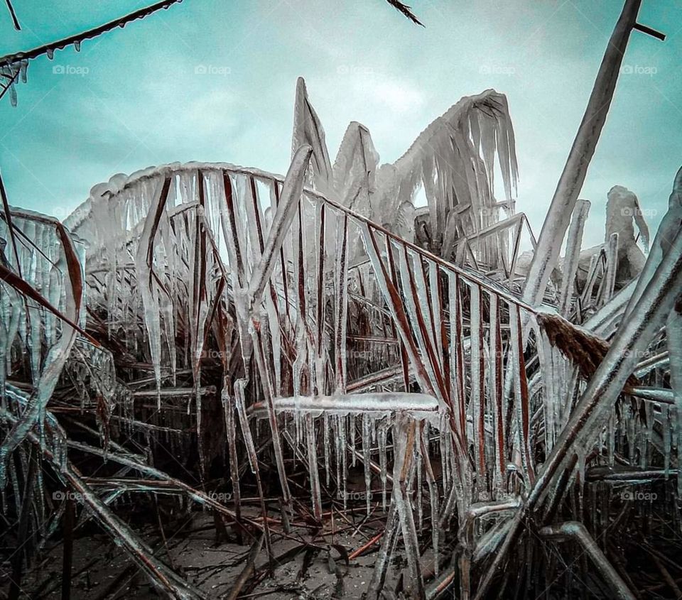 reeds in ice