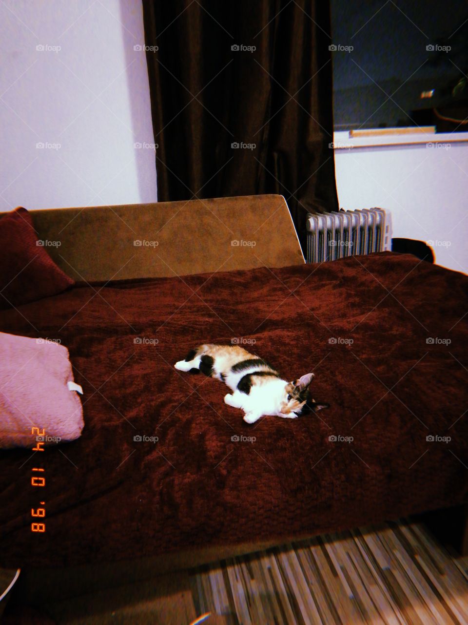 My cat occupying the bed