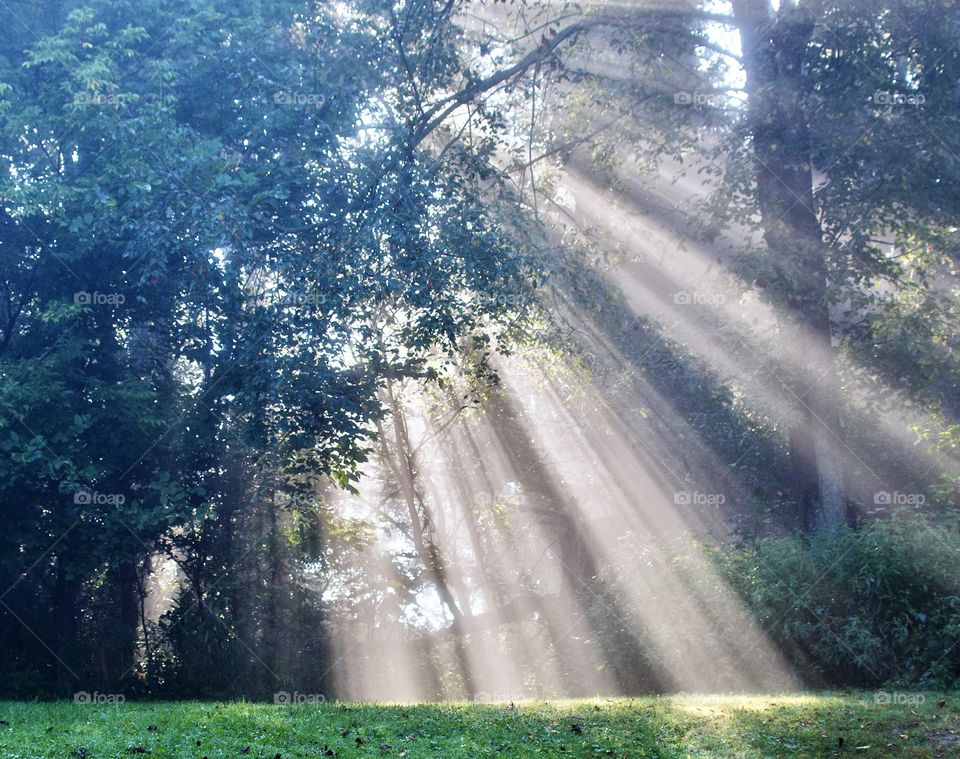 Sunbeam shining through trees