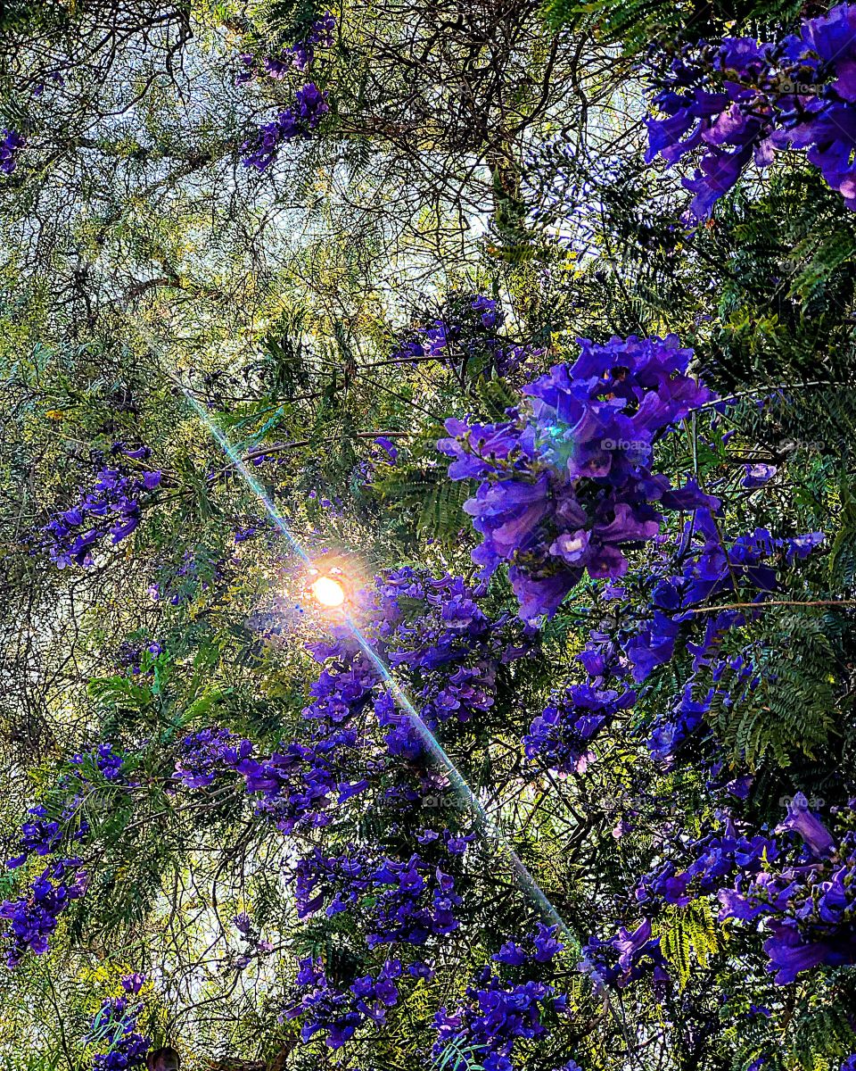 Jacaranda tree sunbeam Sun leaves dappled light 