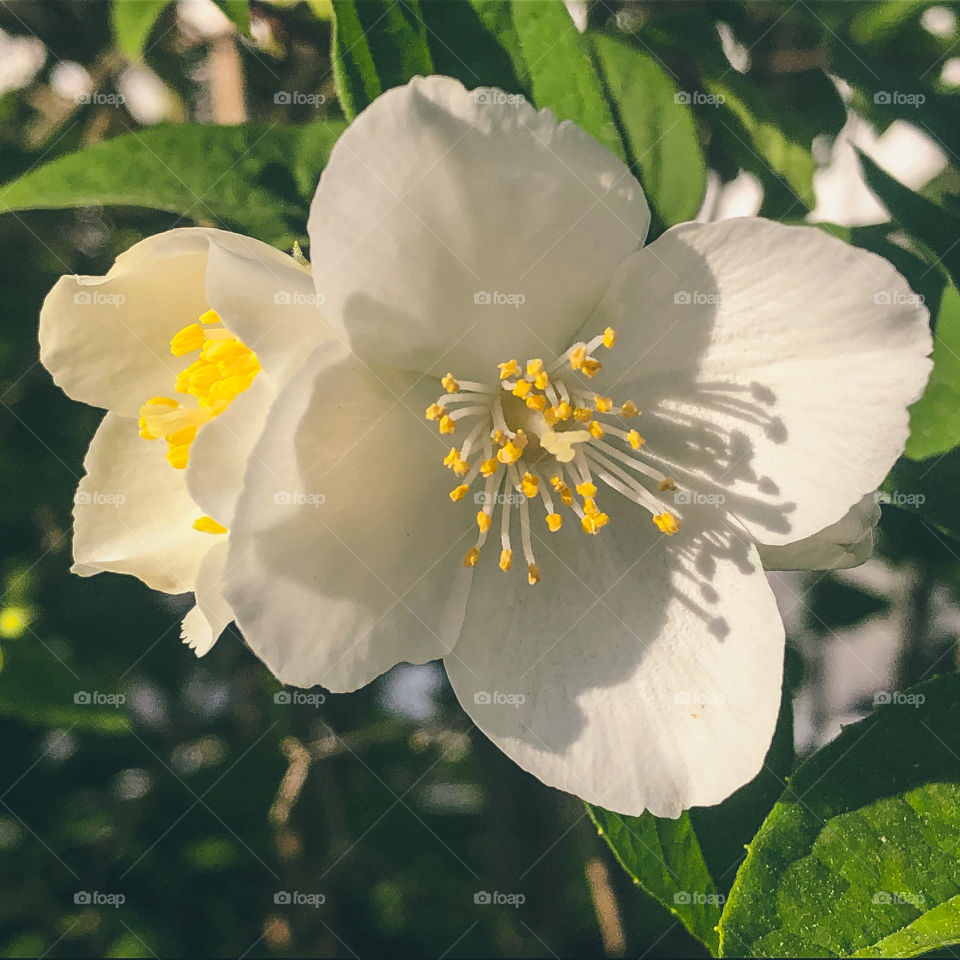 Mock orange blossom in full bloom, seen in the afternoon sunshine of the Portuguese springtime