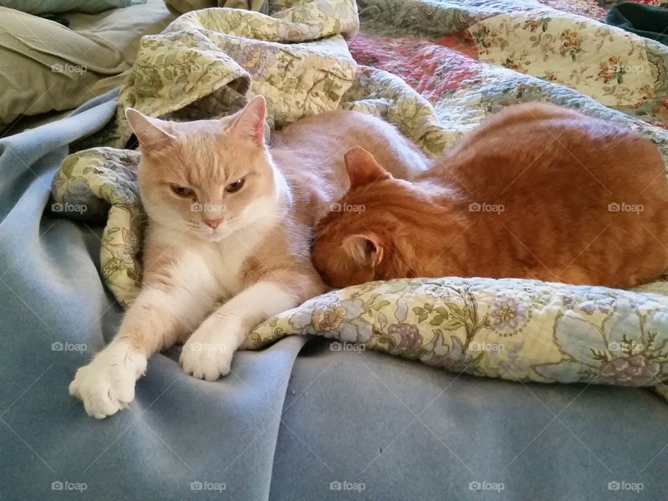 Cats Snuggling in Bed