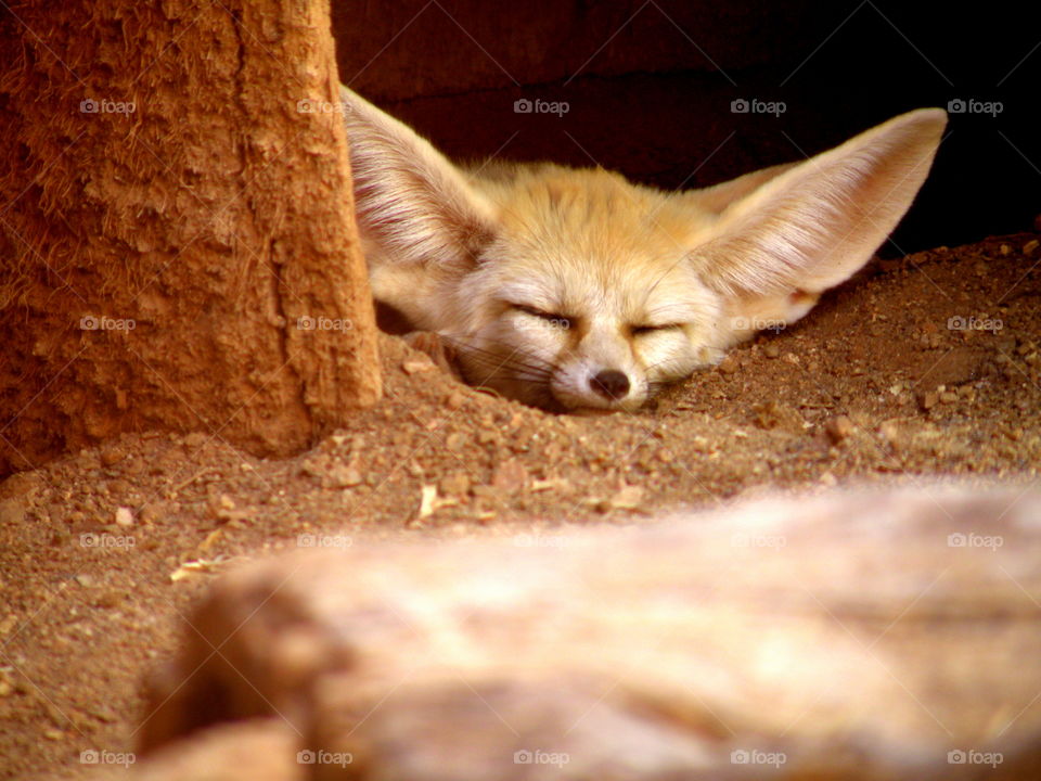 A fox sleeping in zoo