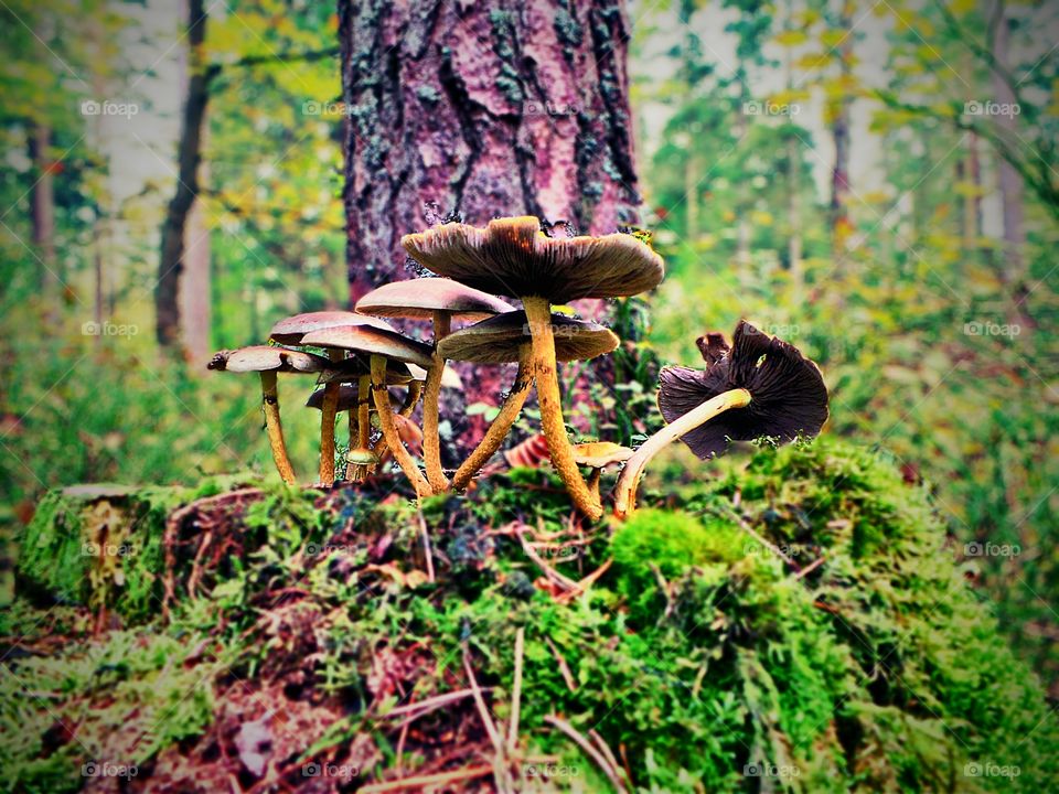 occupied. group of mushrooms at a stump