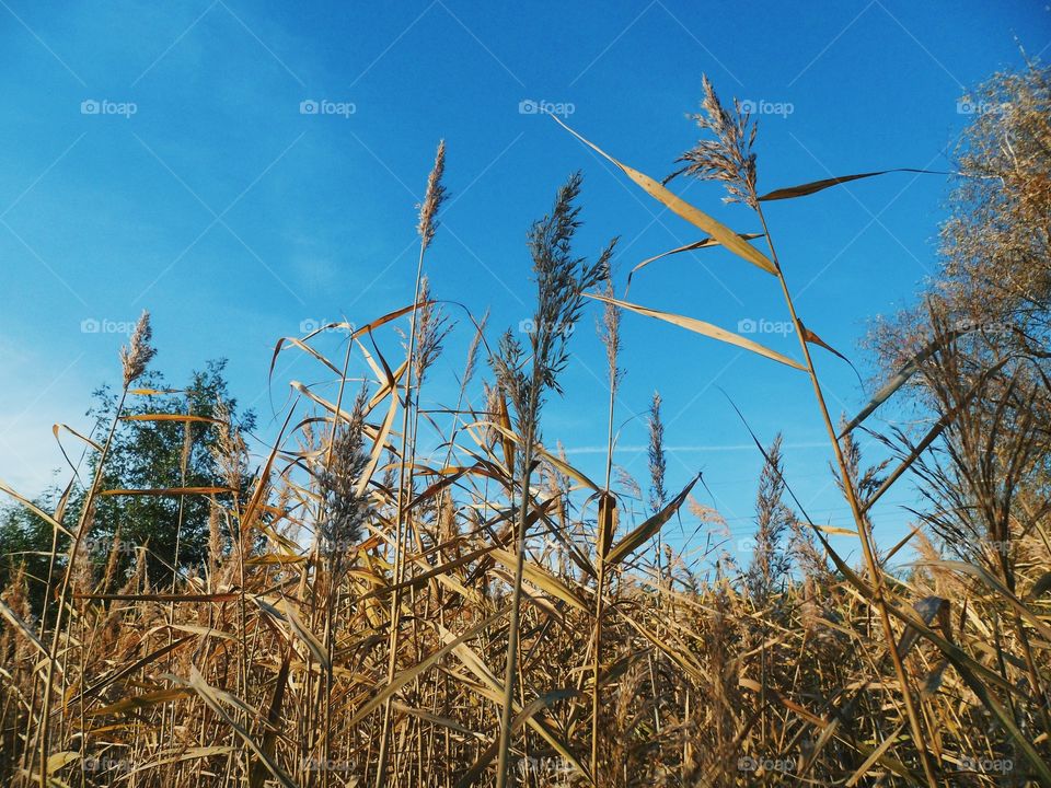 dry high grass, autumn