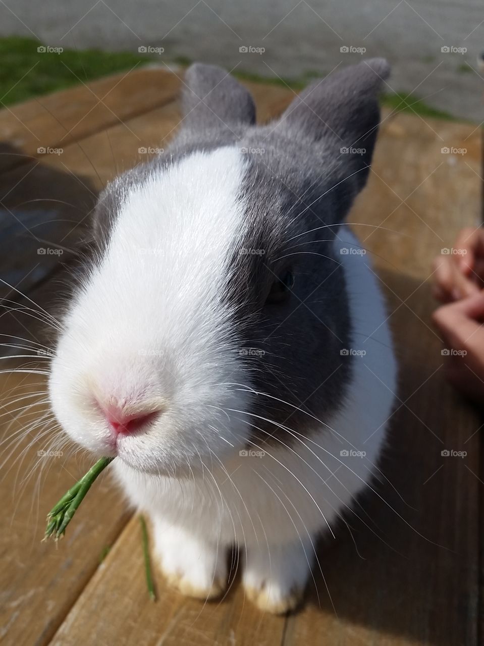 bunny snacks