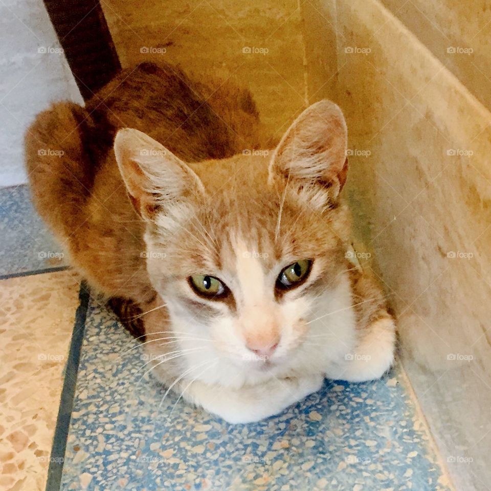 Eyes cat,hee look at my eyes 