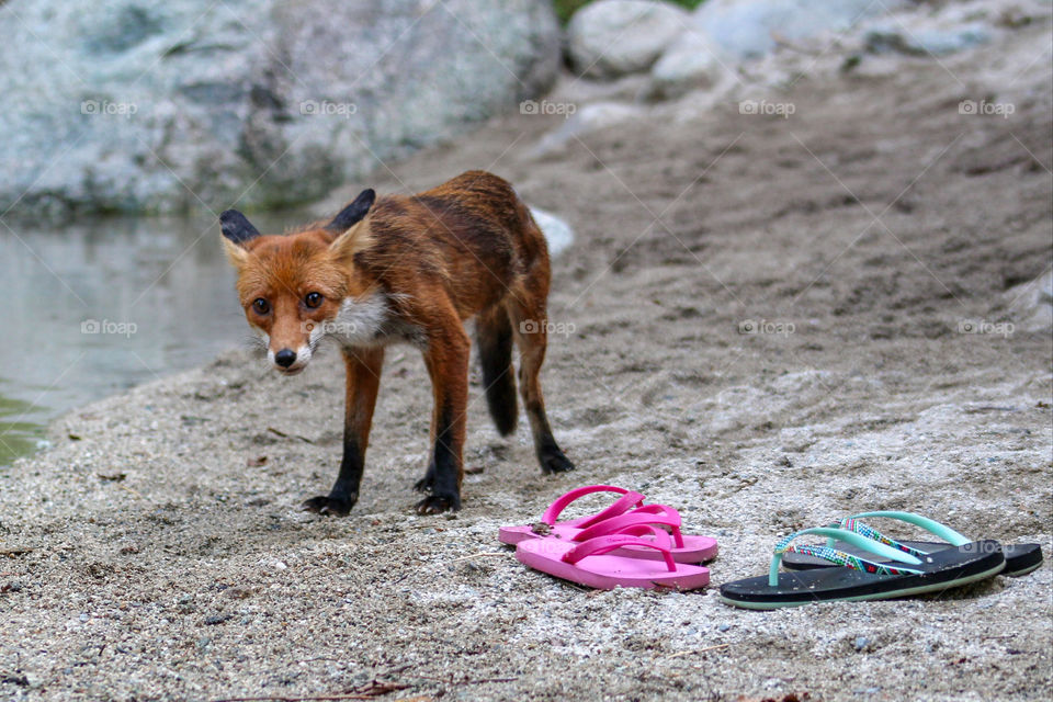 Fox near a corsican river