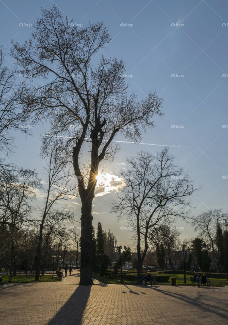 Big tree in a park on sun background
